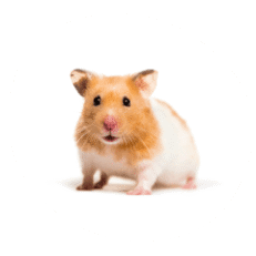 Small Pets