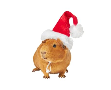 Holiday Guinea Pig Santa Hat
